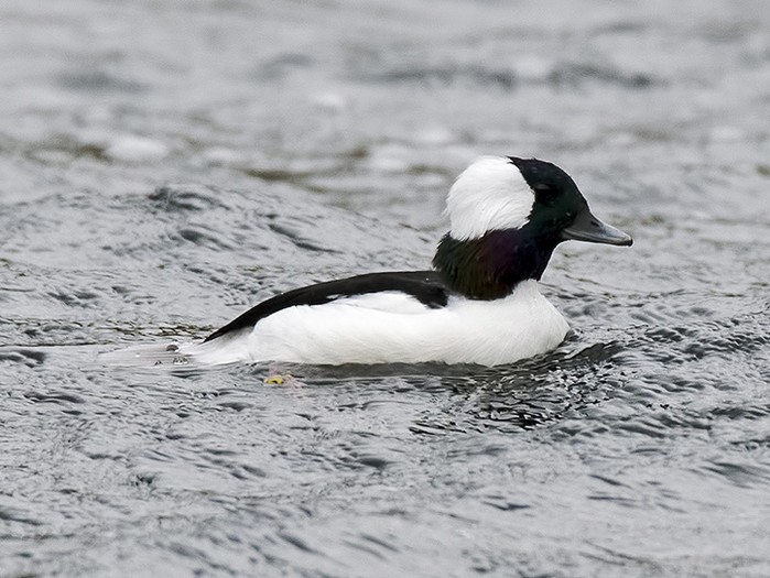 Bufflehead