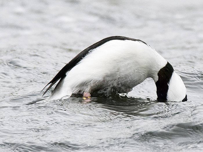 Bufflehead