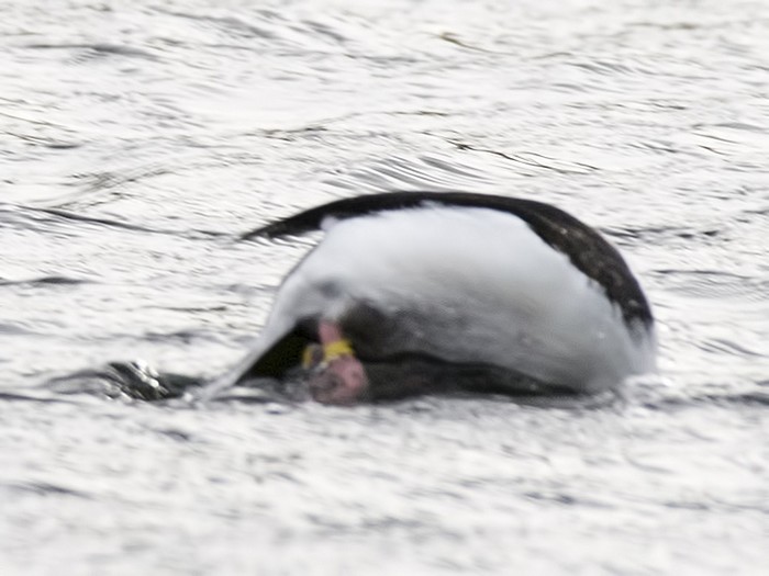 Bufflehead