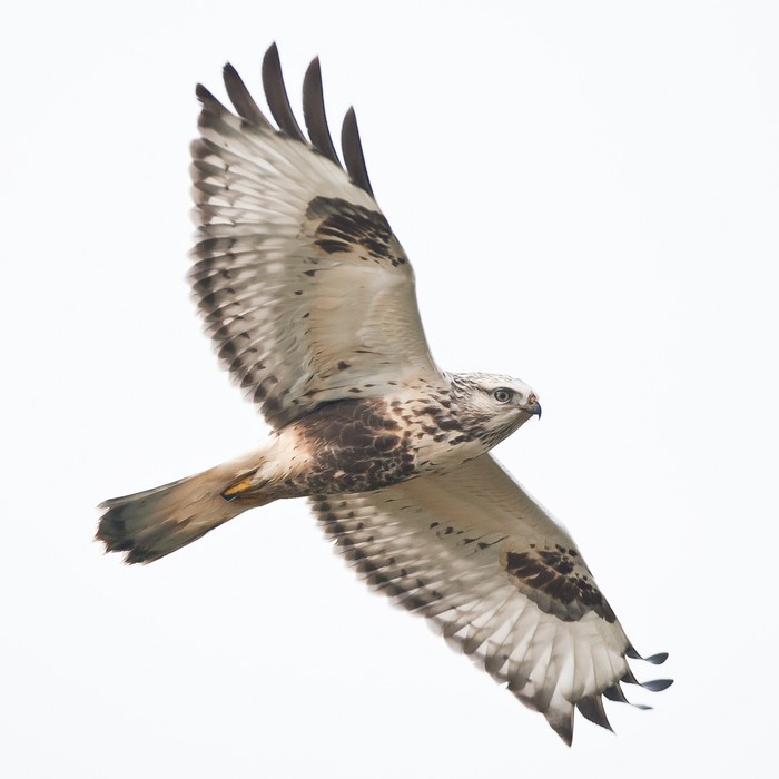 Rough-legged Buzzard