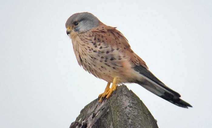 Kestrel