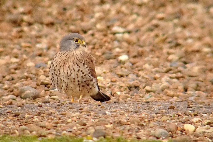 Kestrel
