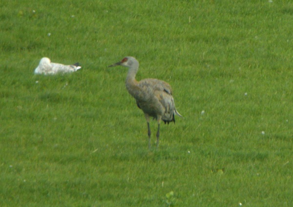 Sandhill Crane