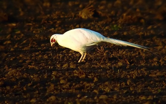 Pheasant