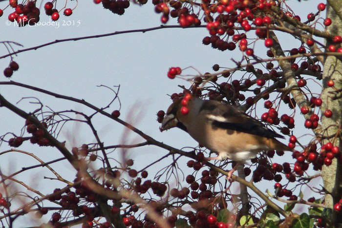 Hawfinch