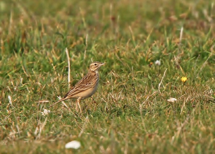 Blyth's Pipit
