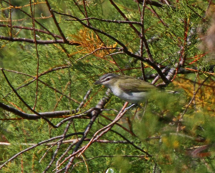 Red-eyed Vireo