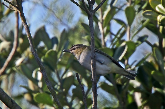 Red-eyed Vireo