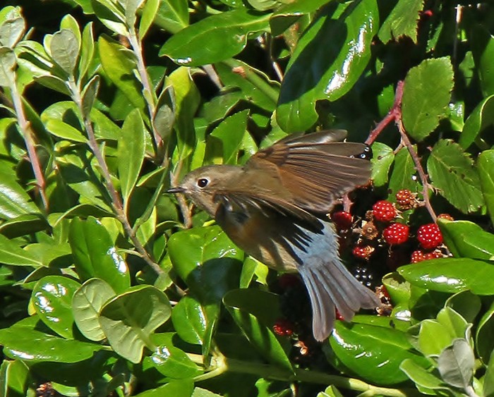 Red-flanked Bluetail
