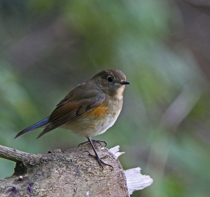 Red-flanked Bluetail