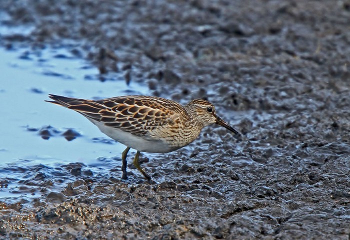 Pectoral Sandpiper