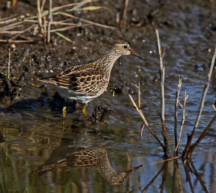 Pectoral Sandpiper