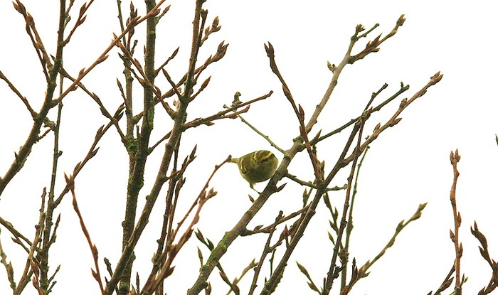 Pallas's Warbler