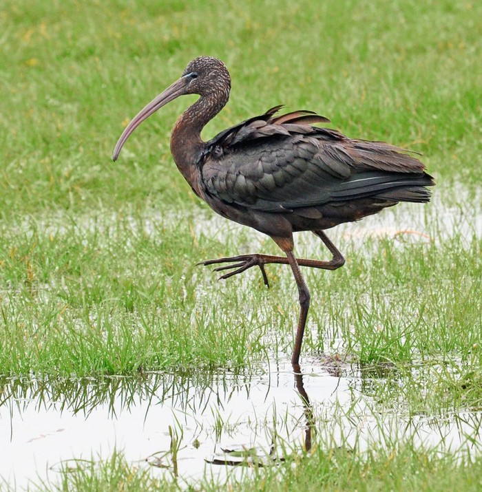 Glossy Ibis