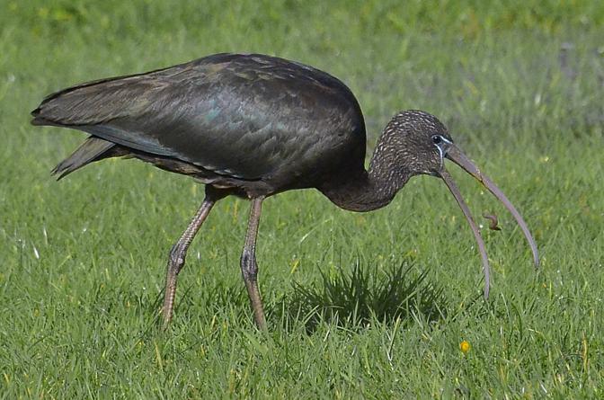 Glossy Ibis