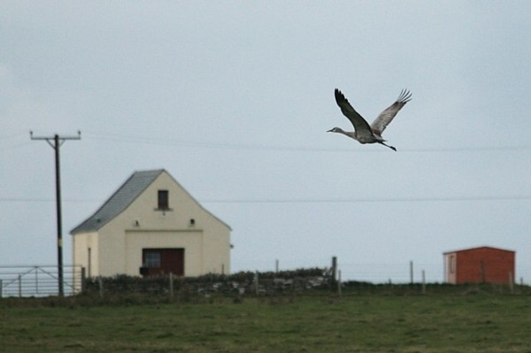 Sandhill Crane