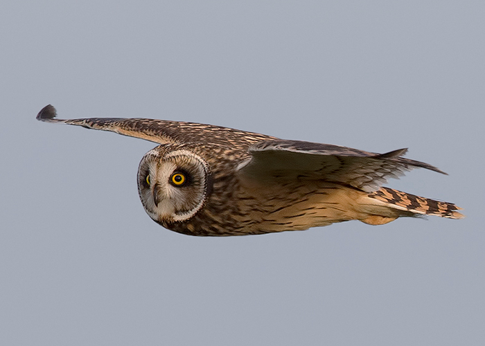 Short-eared Owl