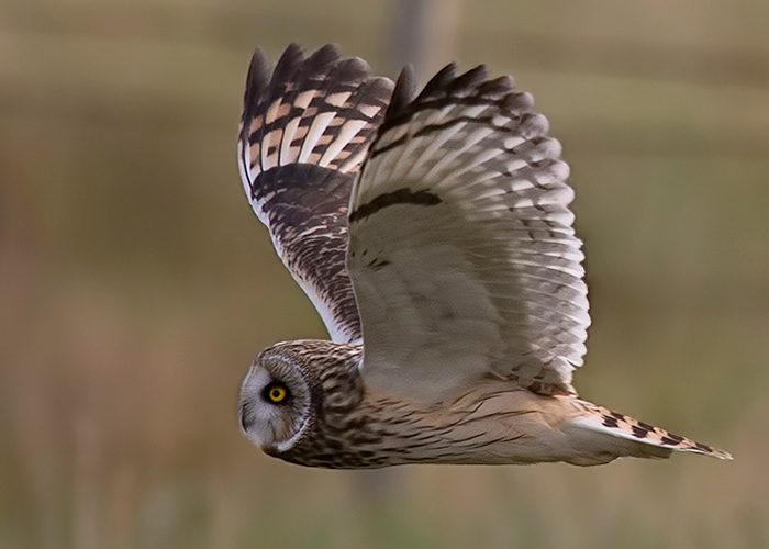 Short-eared Owl