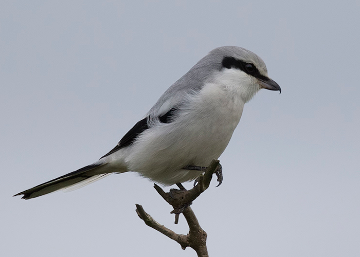 Great Grey Shrike