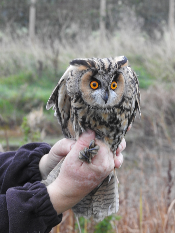 Long-eared Owl