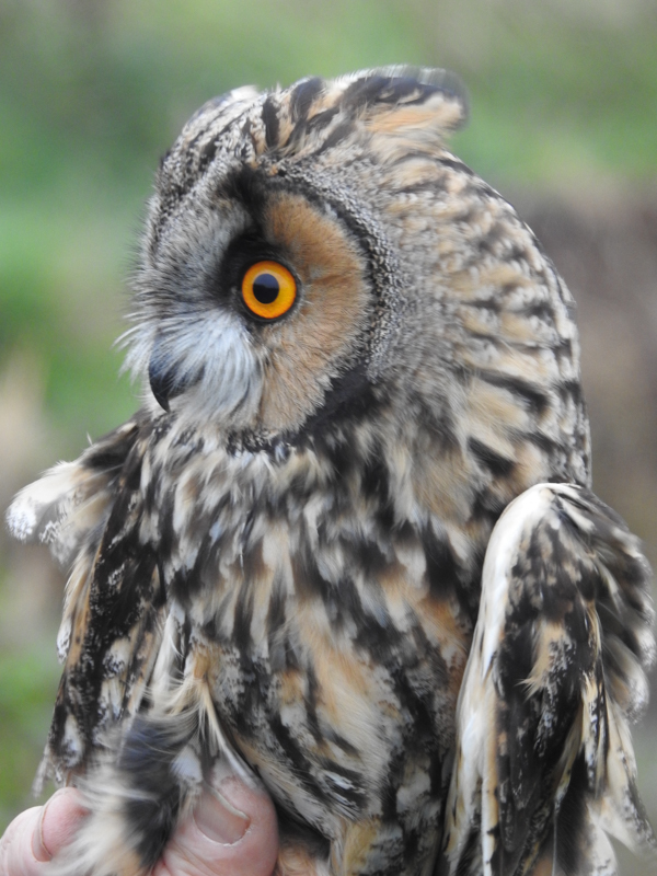 Long-eared Owl