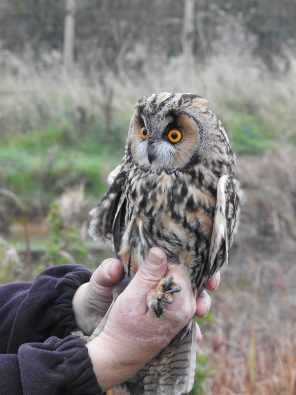 Long-eared Owl