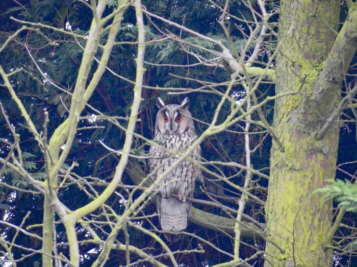 Long-eared Owl