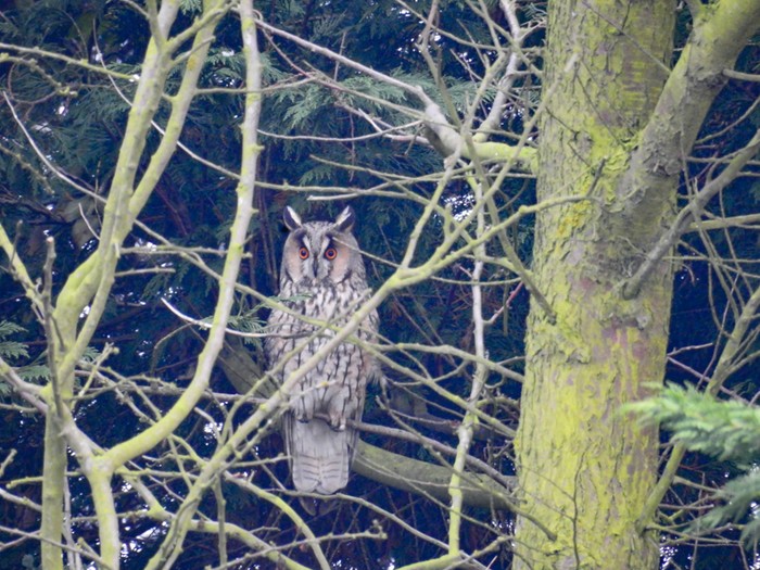 Long-eared Owl