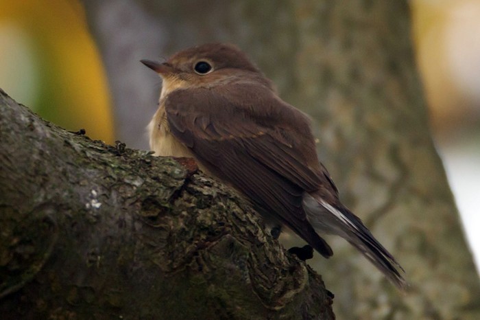 Red-breasted Flycatcher