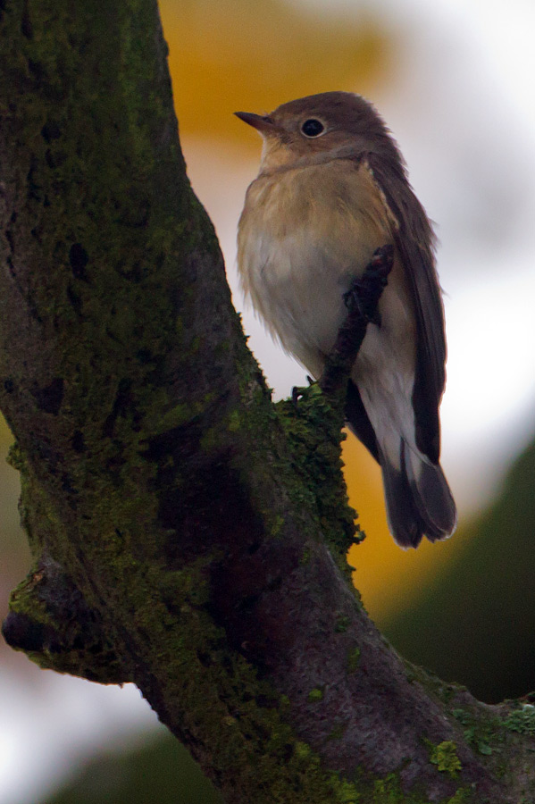 Red-breasted Flycatcher