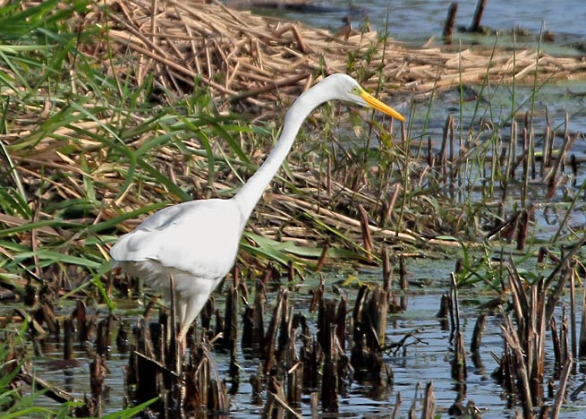Great White Egret