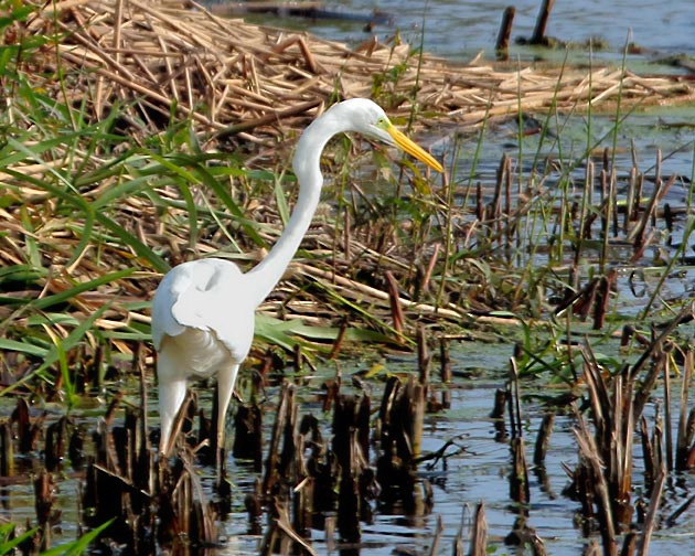 Great White Egret