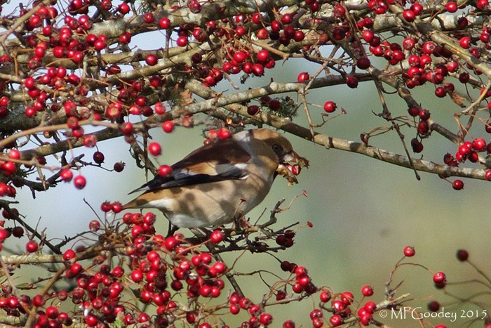 Hawfinch