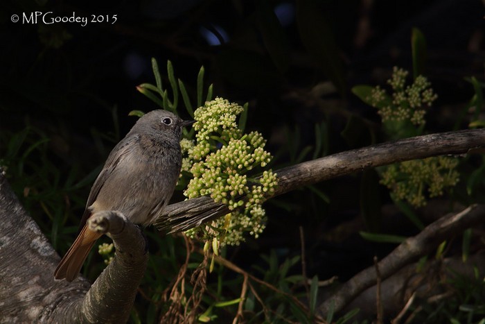 Black Redstart