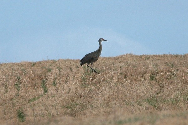 Sandhill Crane