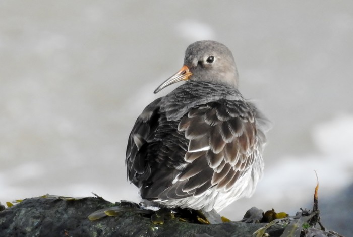 Purple Sandpiper