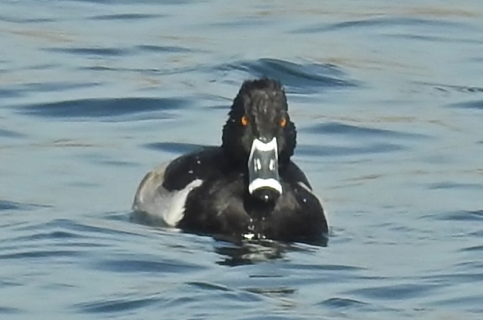 Ring-necked Duck