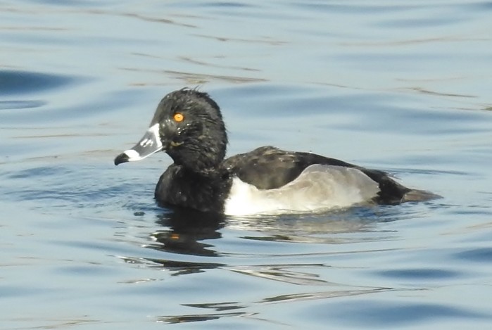 Ring-necked Duck