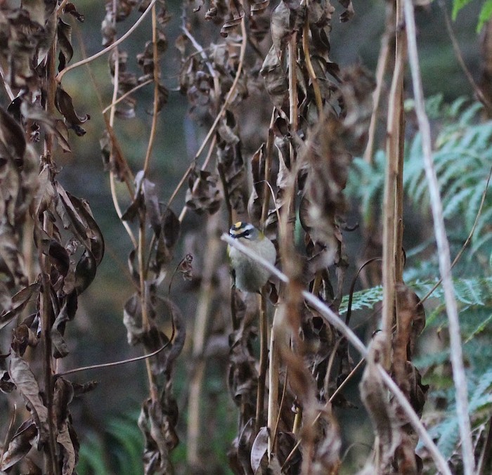 Firecrest