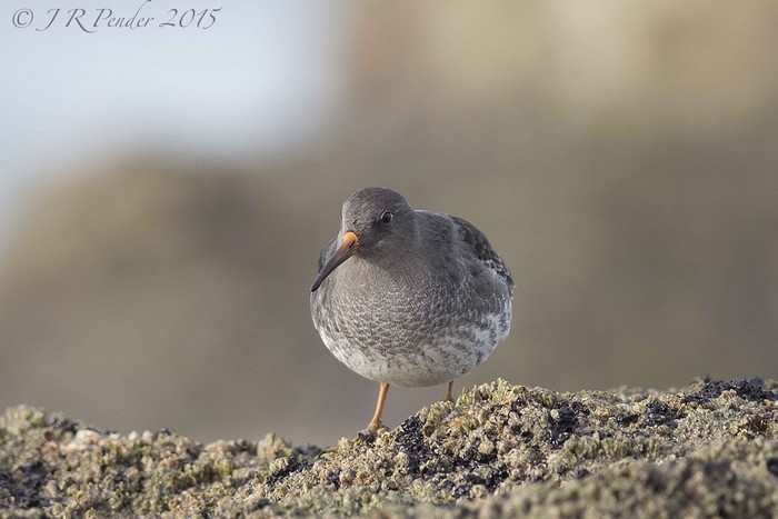 Purple Sandpiper