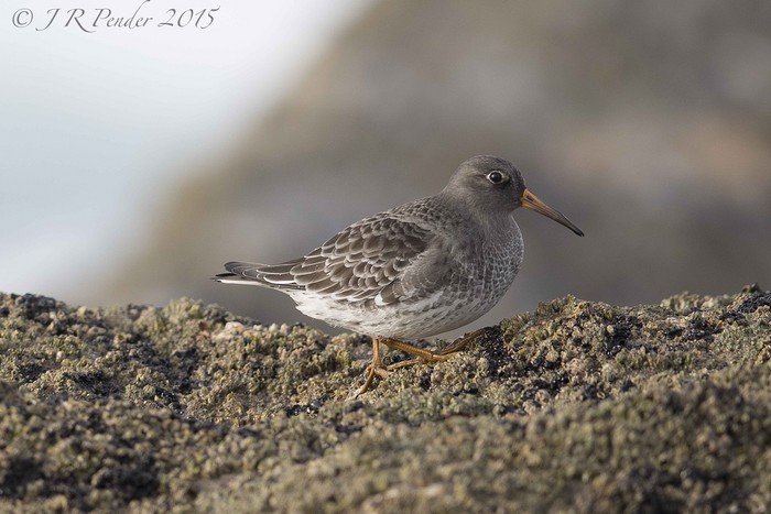 Purple Sandpiper