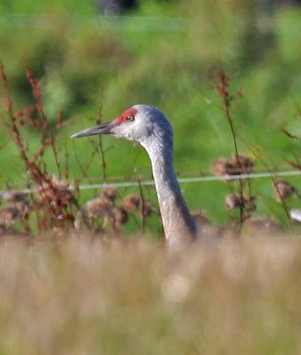 Sandhill Crane