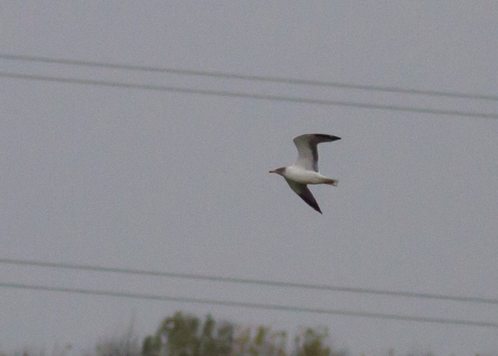 Azorean Yellow-legged Gull