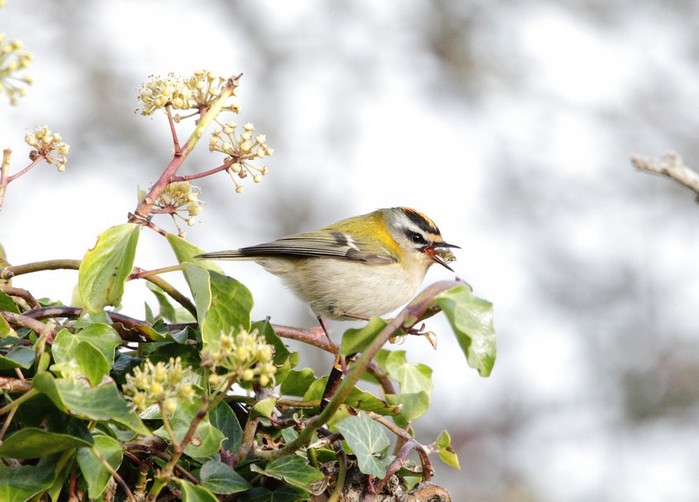 Firecrest
