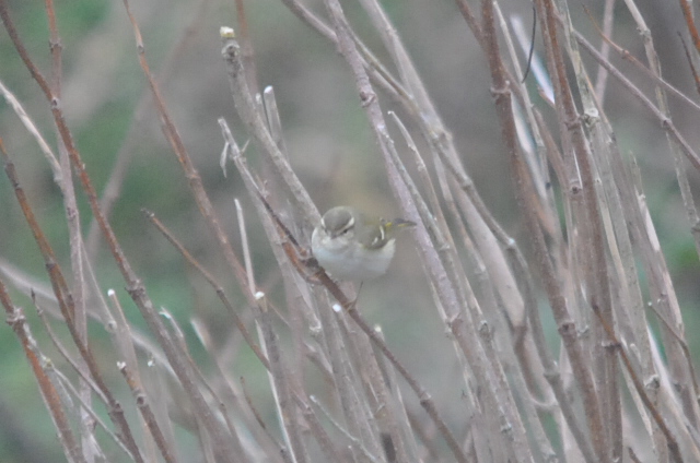 Hume's Yellow-browed Warbler