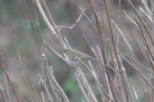 Hume's Yellow-browed Warbler
