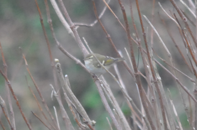Hume's Yellow-browed Warbler