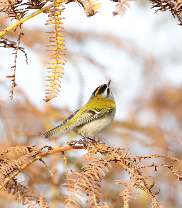 Firecrest