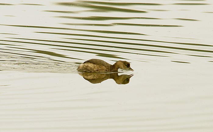 Little Grebe