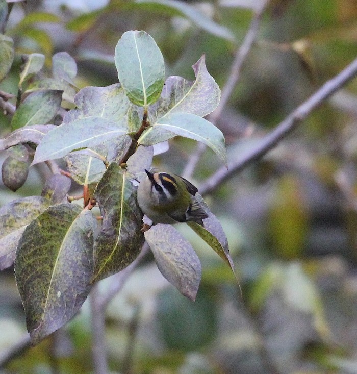 Firecrest